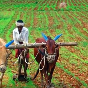 Agriculture
